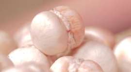 Sandwiched champignon mushrooms - recipe