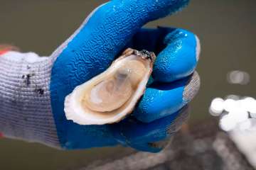America's Best Oysters! - South Carolina!