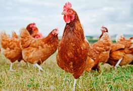 IHOP and Applebee's Will Serve Cage-Free Eggs
