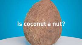 Is a coconut a nut?