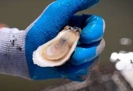 America's Best Oysters! - South Carolina!