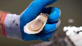 America's Best Oysters! - South Carolina!