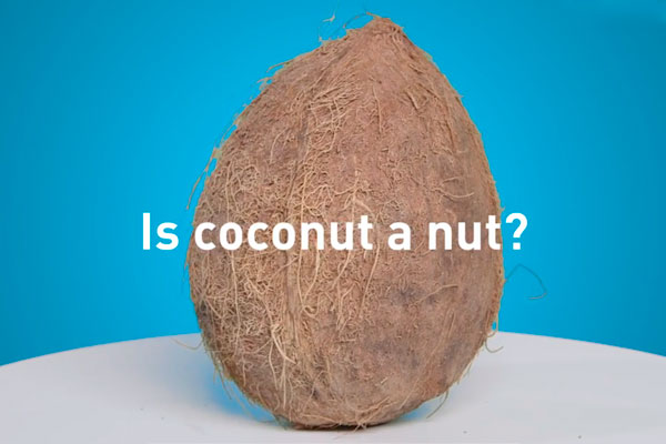 Is a coconut a nut? - video Fast Food